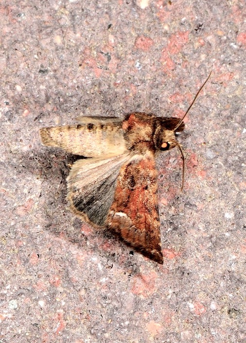 Piccola Noctuidae da identificare:  Oligia cfr. versicolor